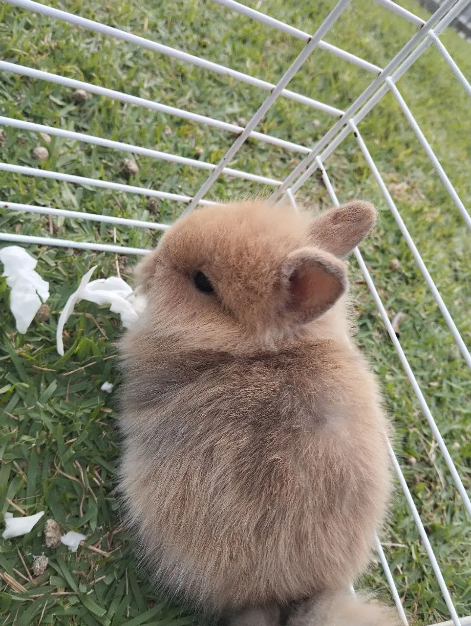 Coelhinho fofinho para vender 30 dias bem filhotinhos