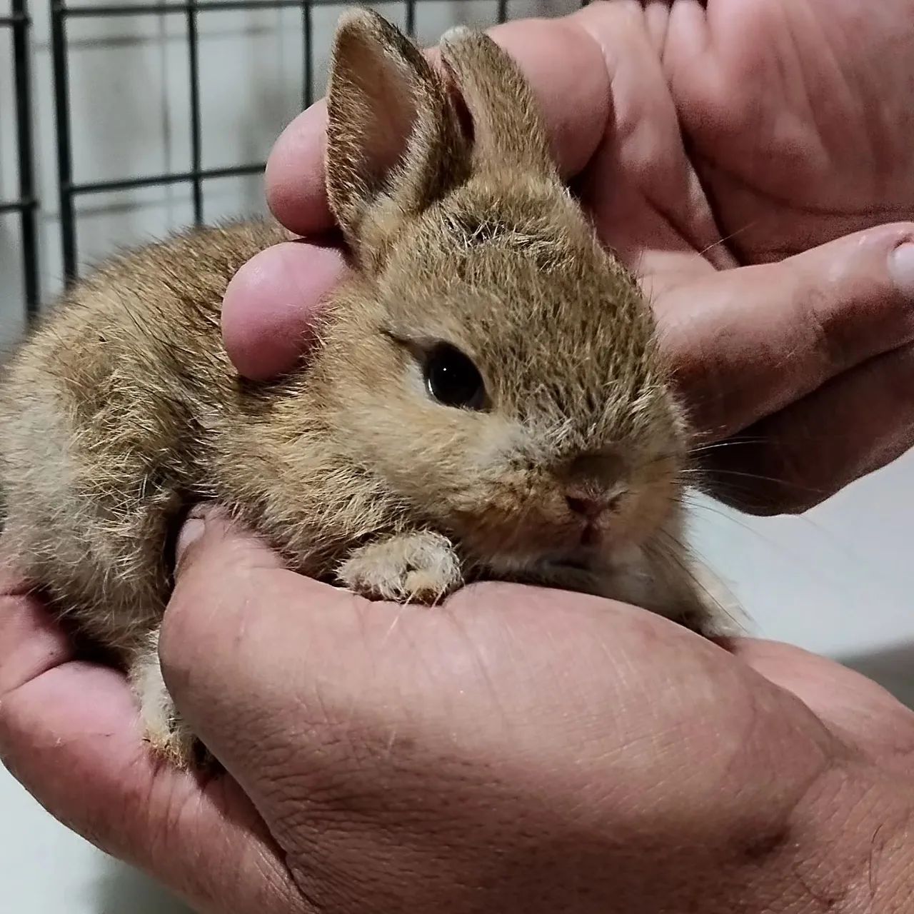 Criatório Roedores e Cia (coelhos anão Netherland disponíveis) - Foto 4