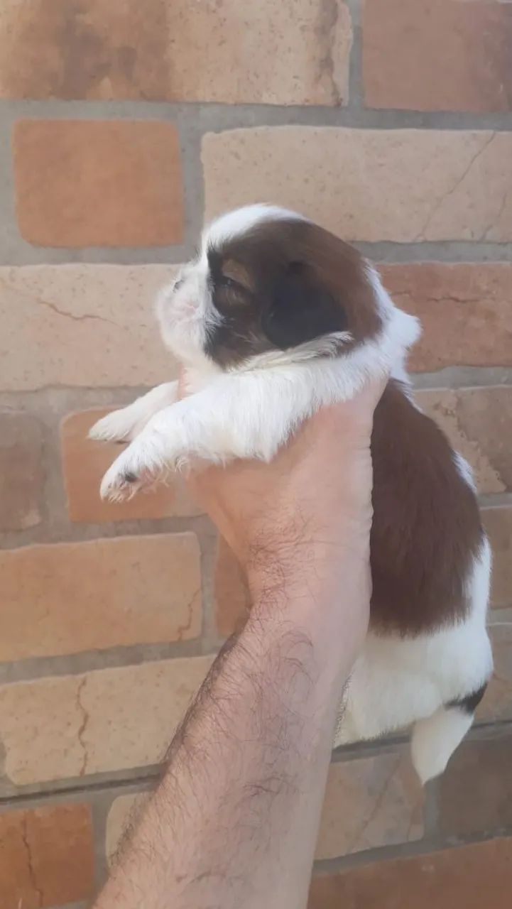 Filhotes da raça shitzu disponível  - Foto 3