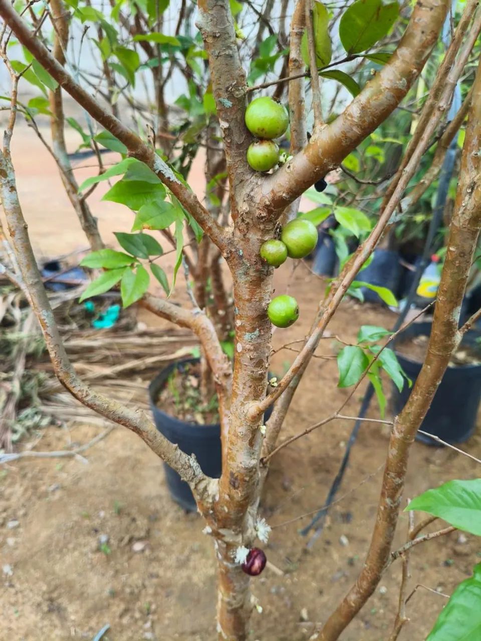 Jaboticaba com 2mertros e meio a 3 produzindo  - Foto 2