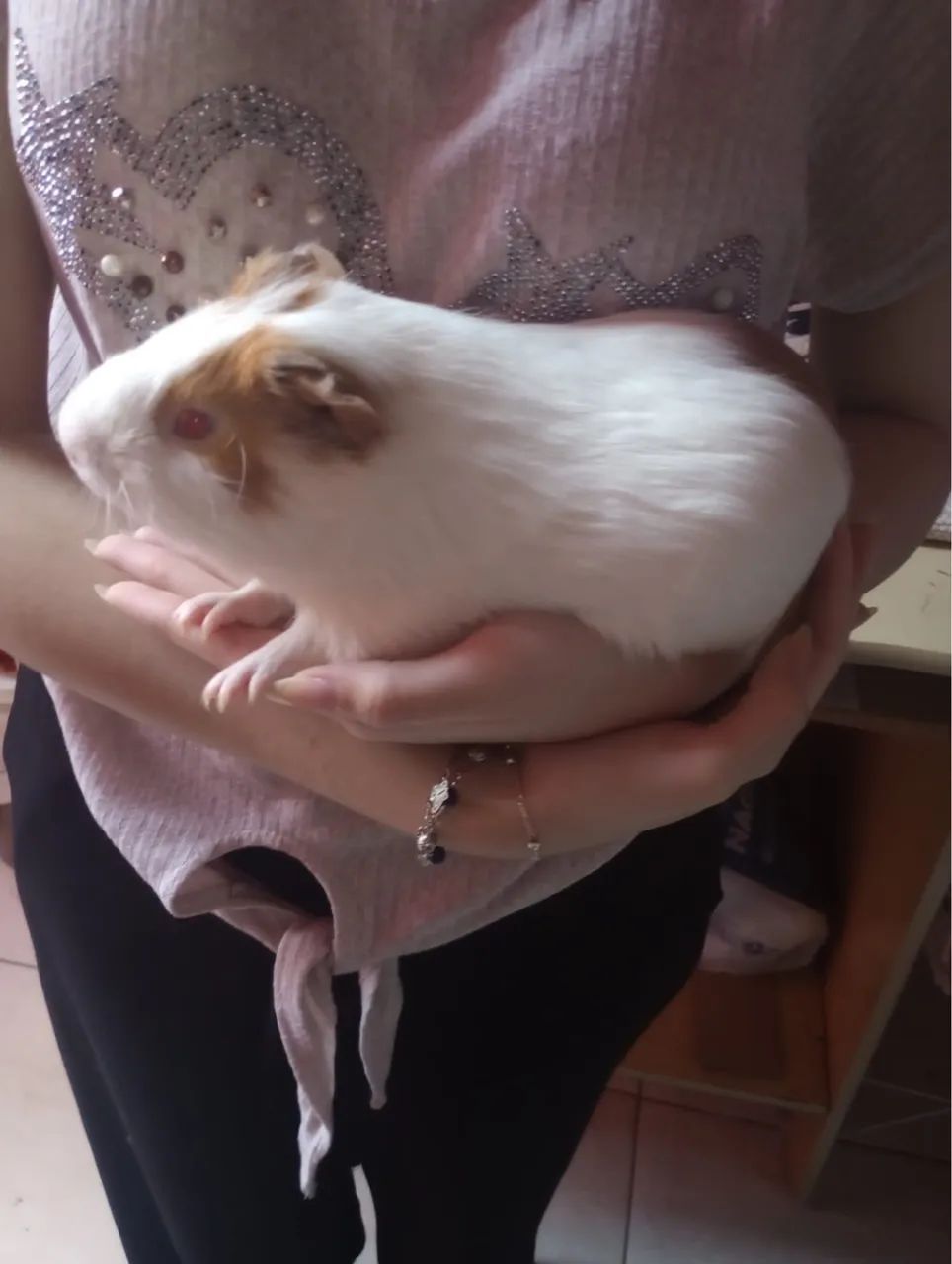 Porquinho da índia  - Foto 3