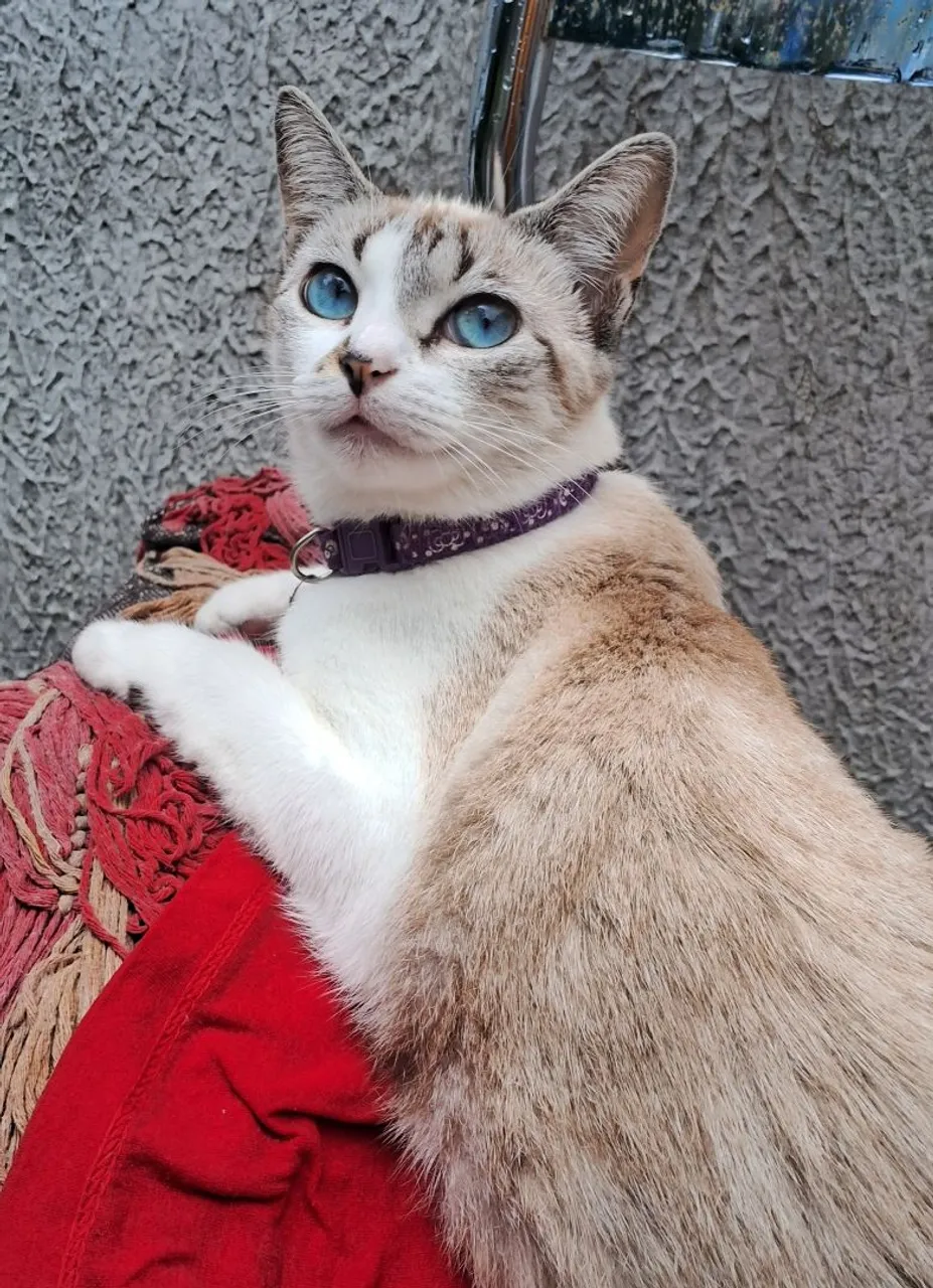 Gatinha com olhos azuis