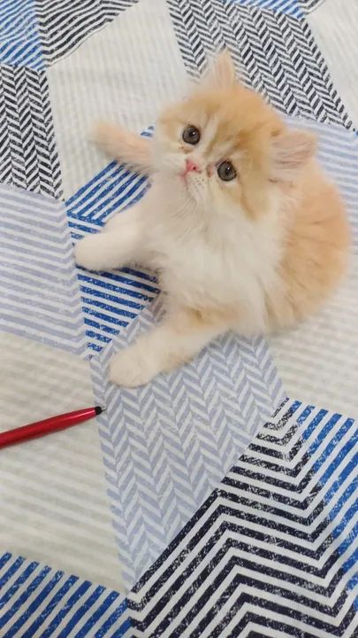 Persas encantadores  - Foto 2