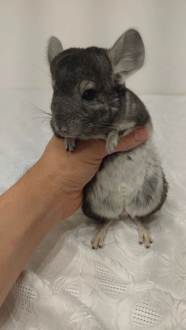 Chinchilas animais pets  - Foto 4