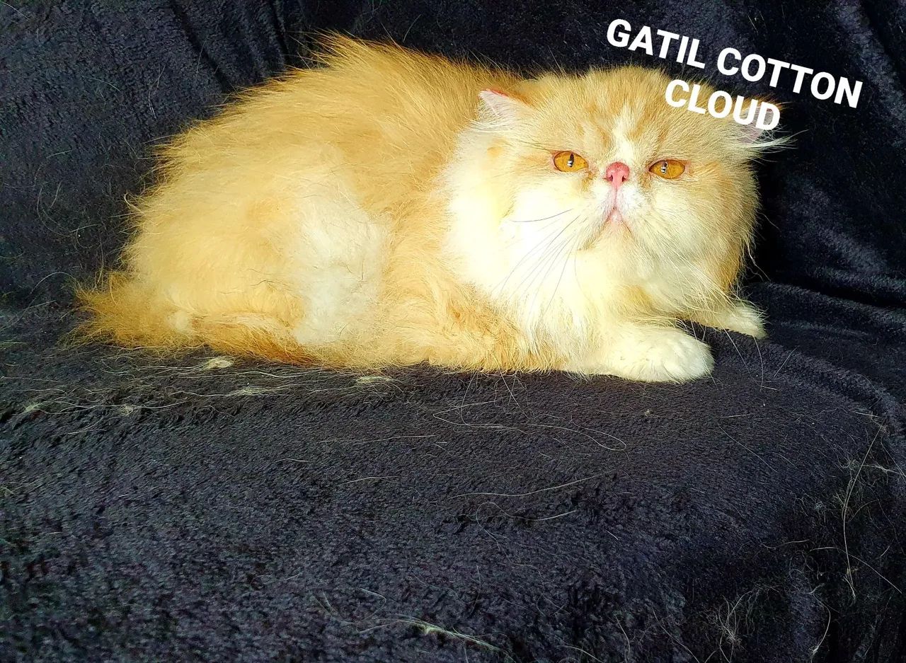 Gatinho Persa  - Foto 2