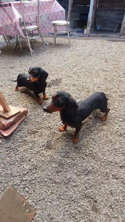 Não Castrado Linguicinha,salsicha  - Foto 5