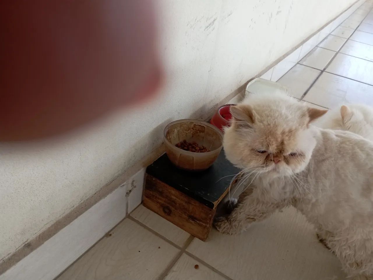 Gato Persa  - Foto 3