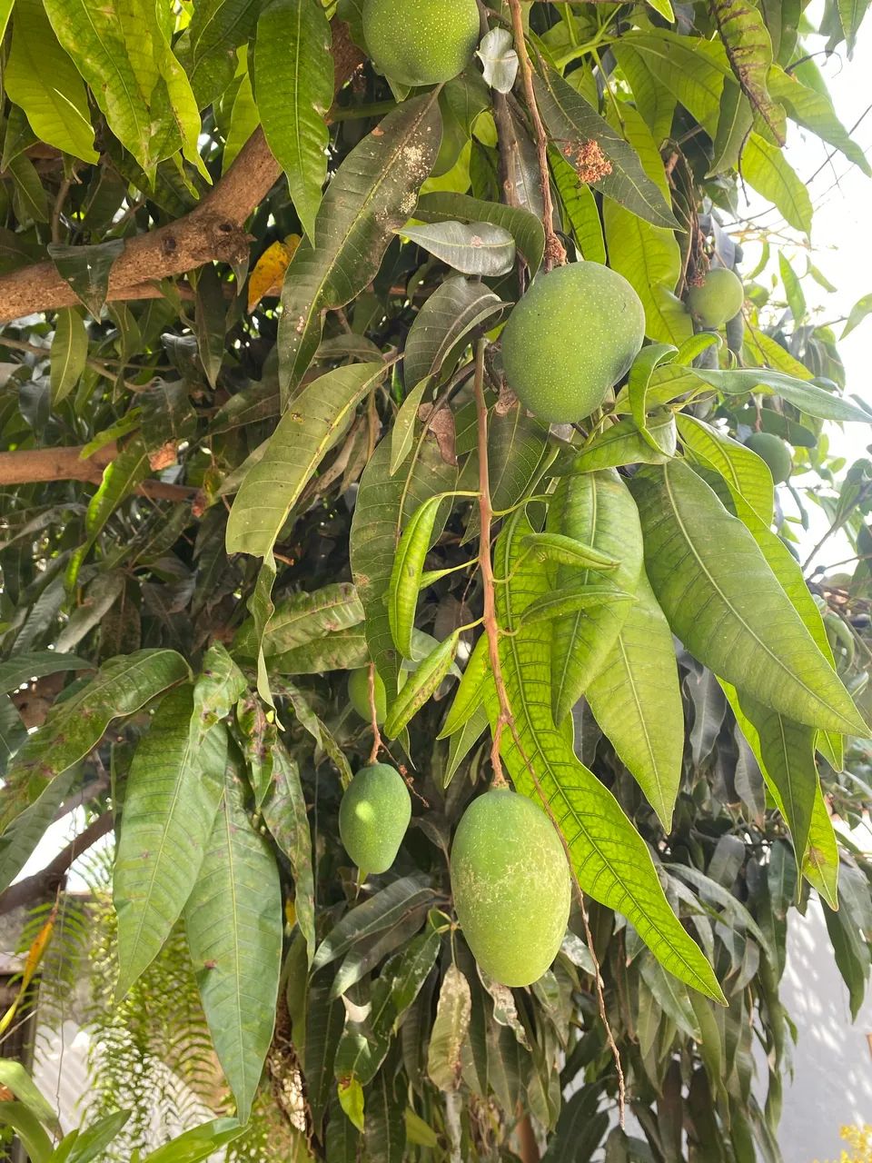 Mudas de manga e acerola  - Foto 3