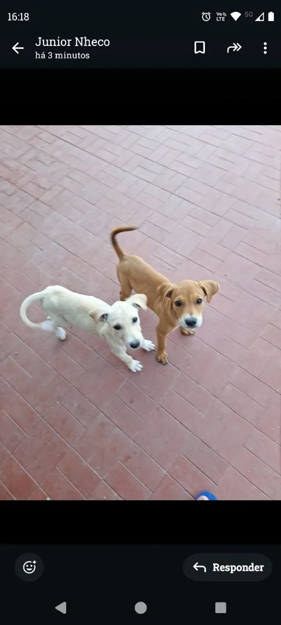 Filhotes adoráveis para adoção