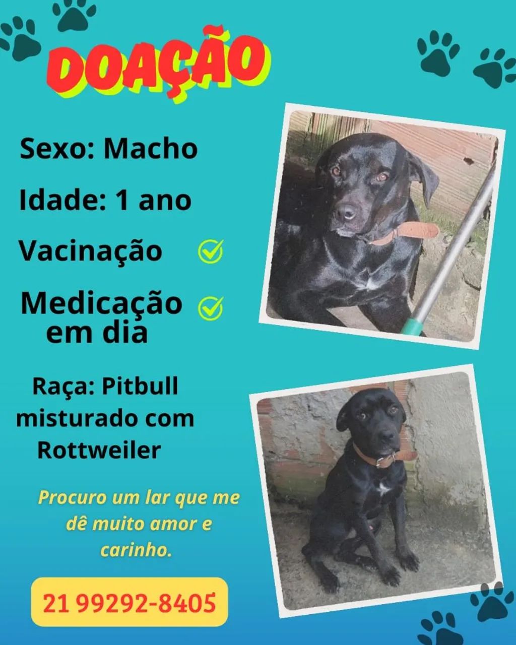 Pitbull misturado com Rottweiler para adoção
