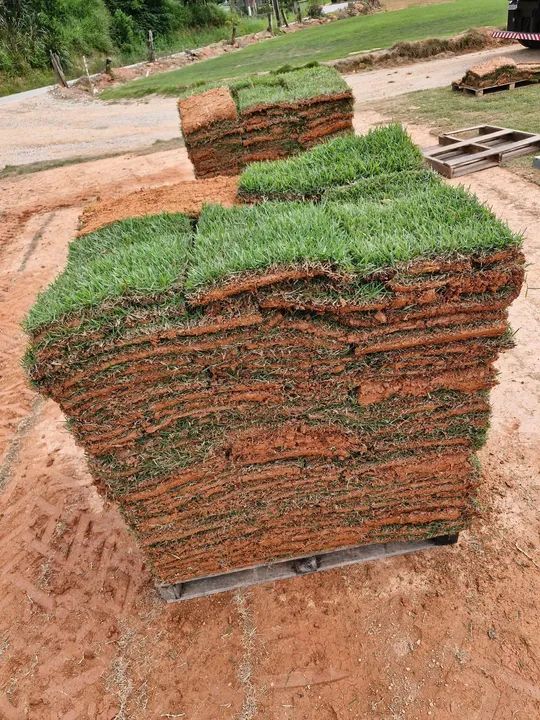 grama esmeralda e são carlos a partir de 8 reais - Foto 3