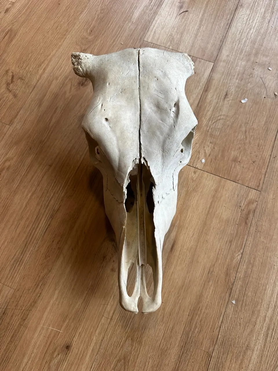 Cabeça de Boi para Decoração