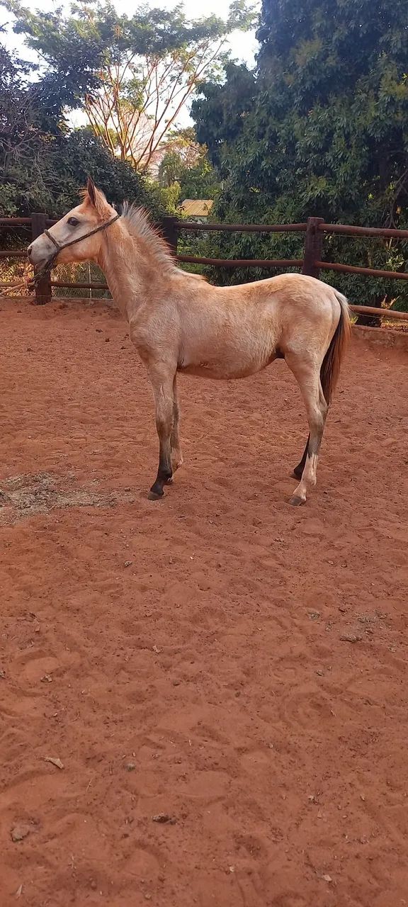 Potros Mangalarga Marchador Registrados - Foto 3