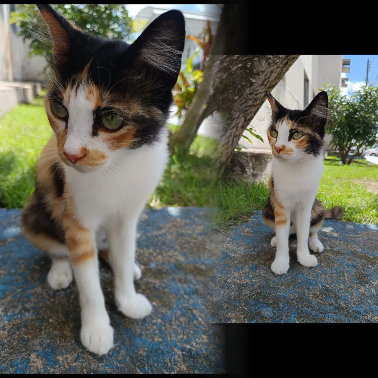 Gatinha Tricolor para Adoção