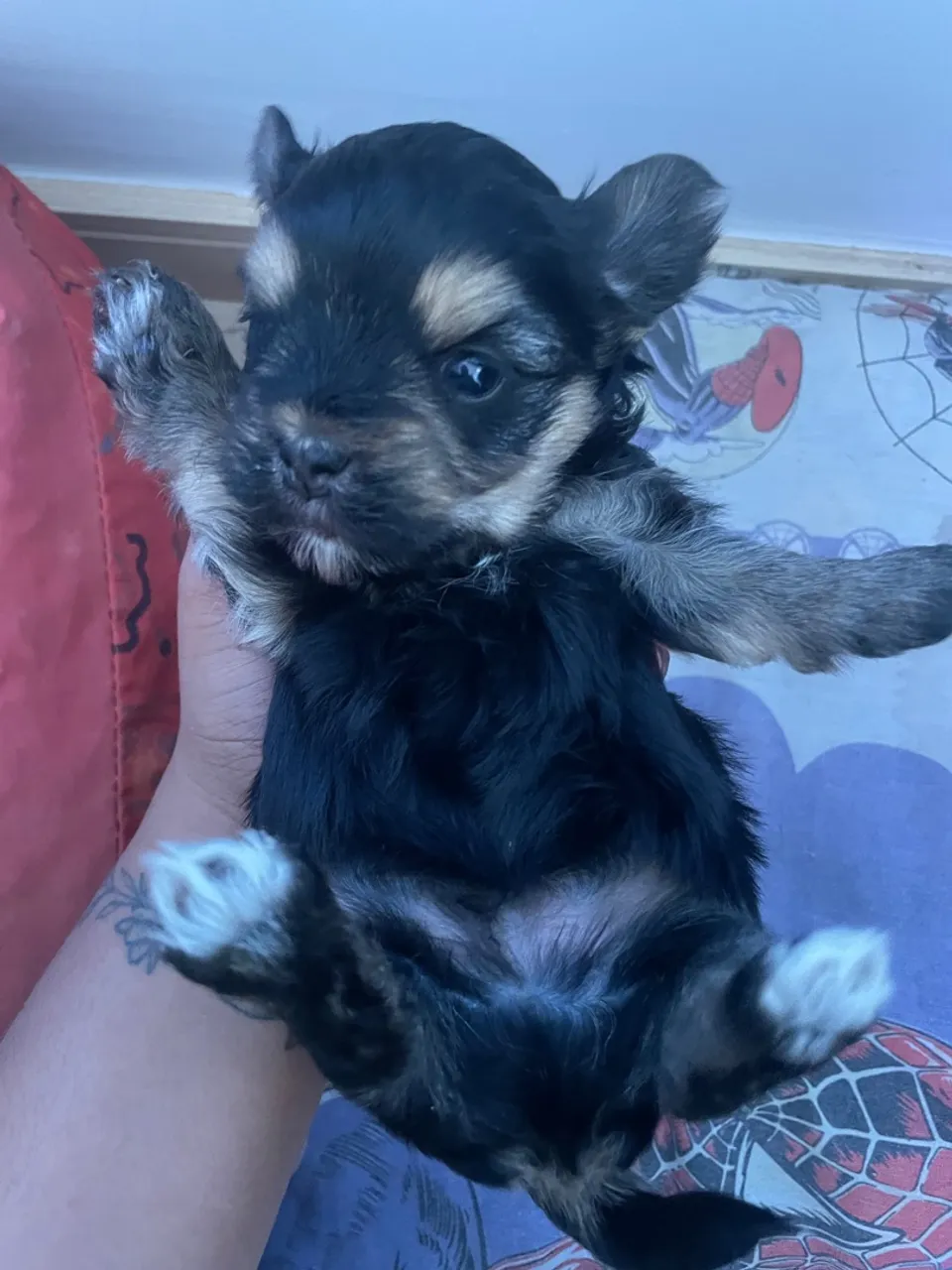 Filhote de Yorkshire Terrier - Puro Sangue