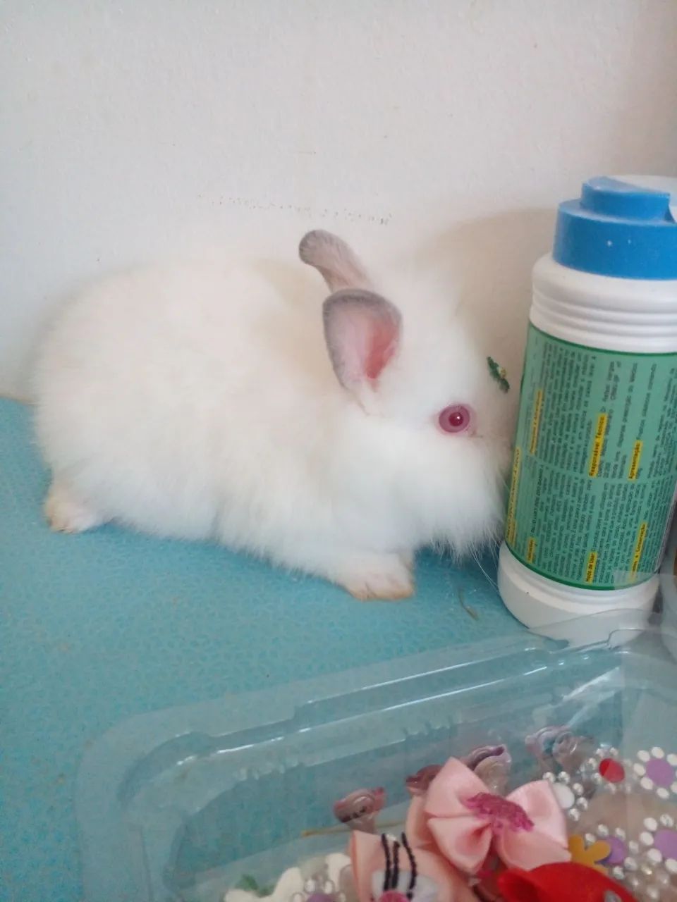 Netherland Dwarf albino  - Foto 3
