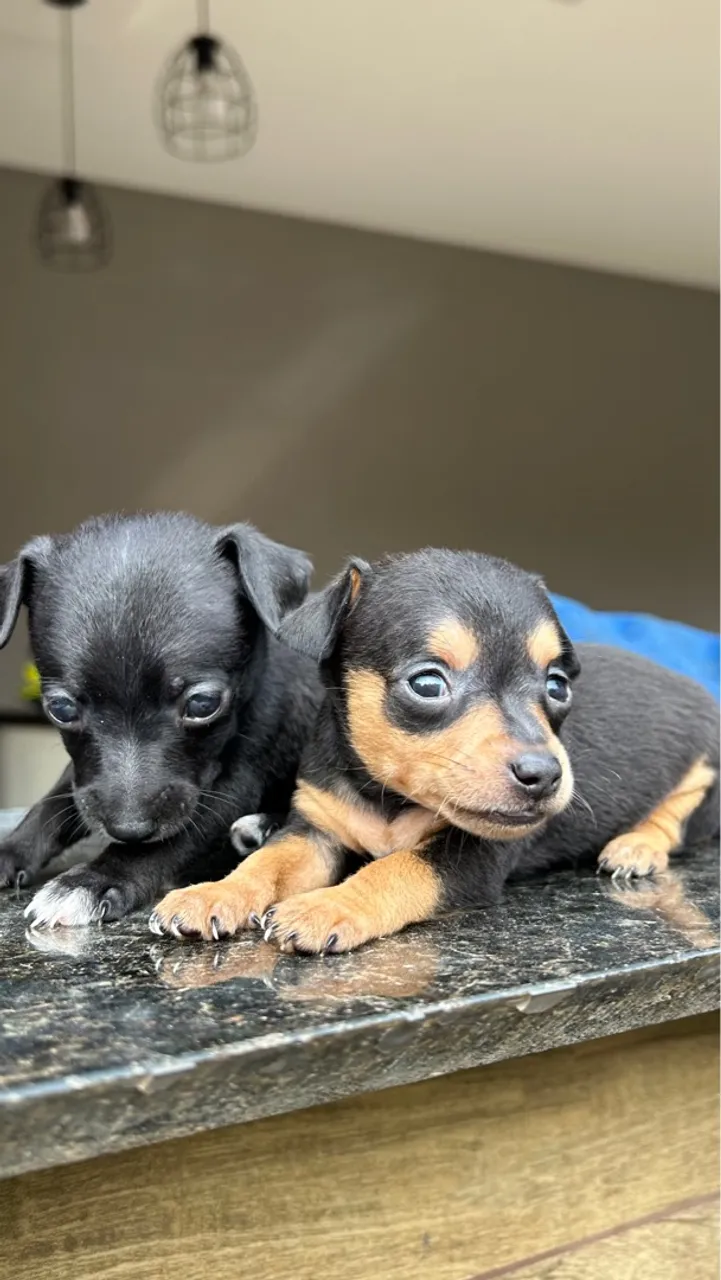 2 Pinschers macho