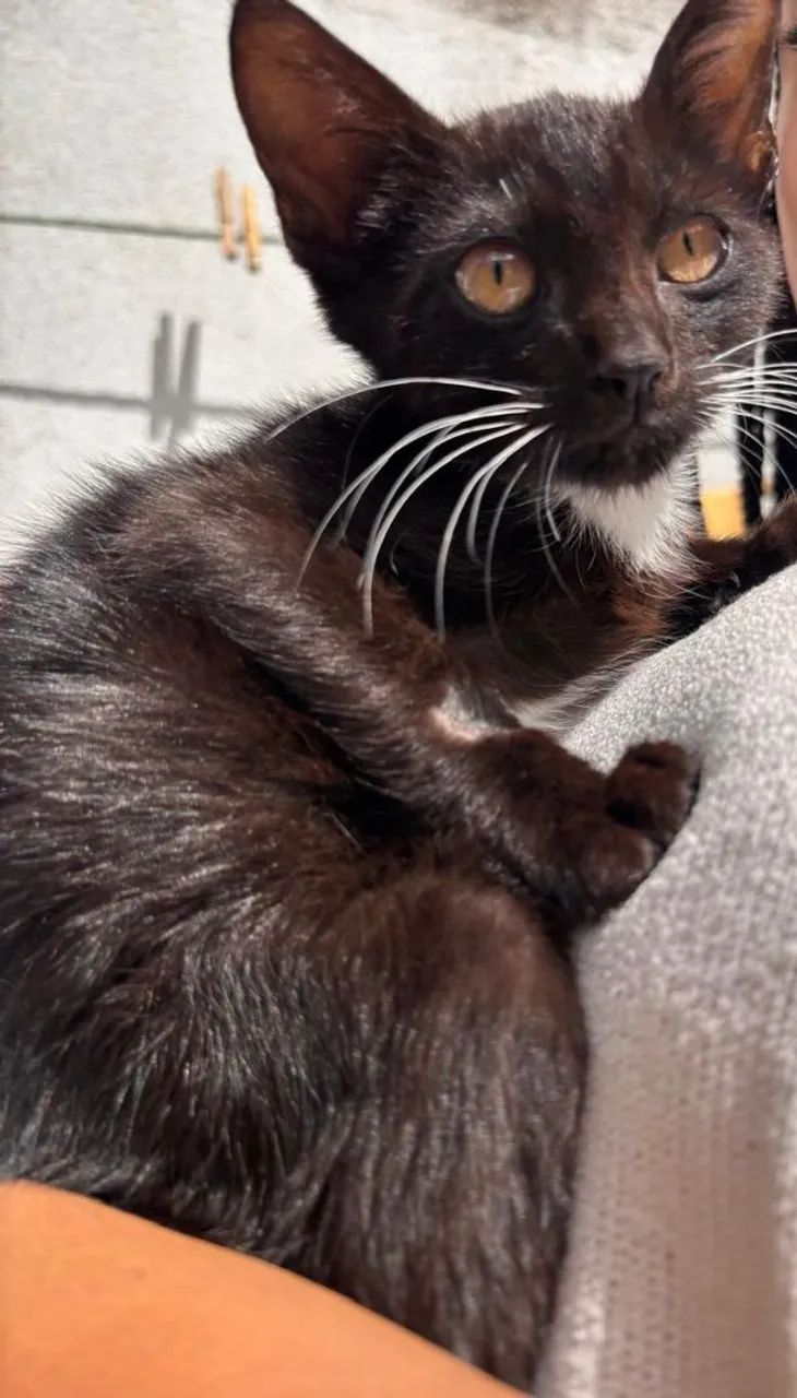 Gato filhote  - Foto 2