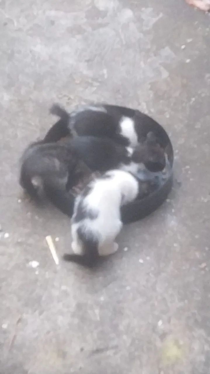 Doa-se gatinhos nascidos em 01 de junho - Foto 2