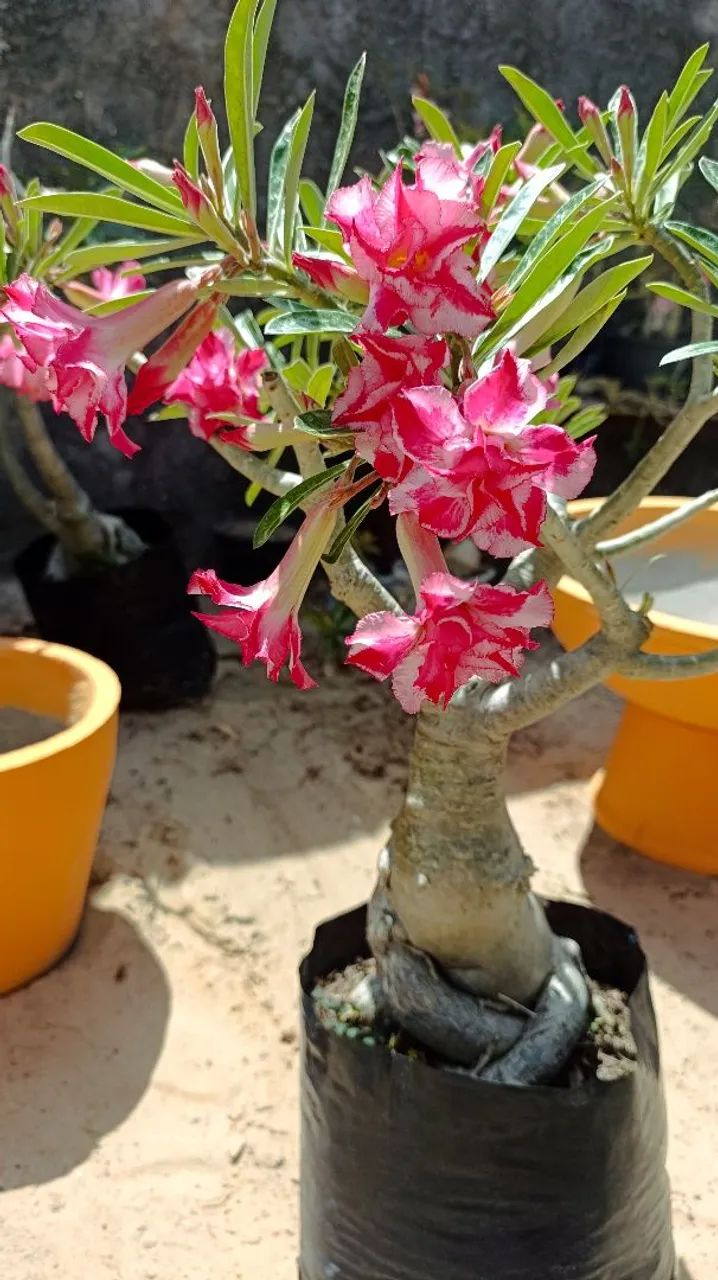 Rosa do Deserto Grande  - Foto 2