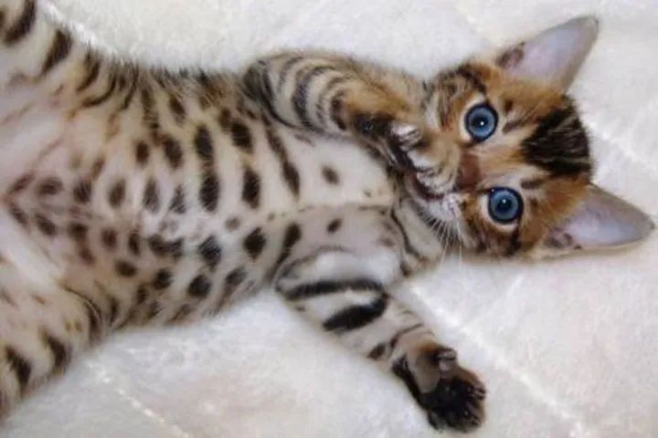 Bengal Filhotes  - Foto 2