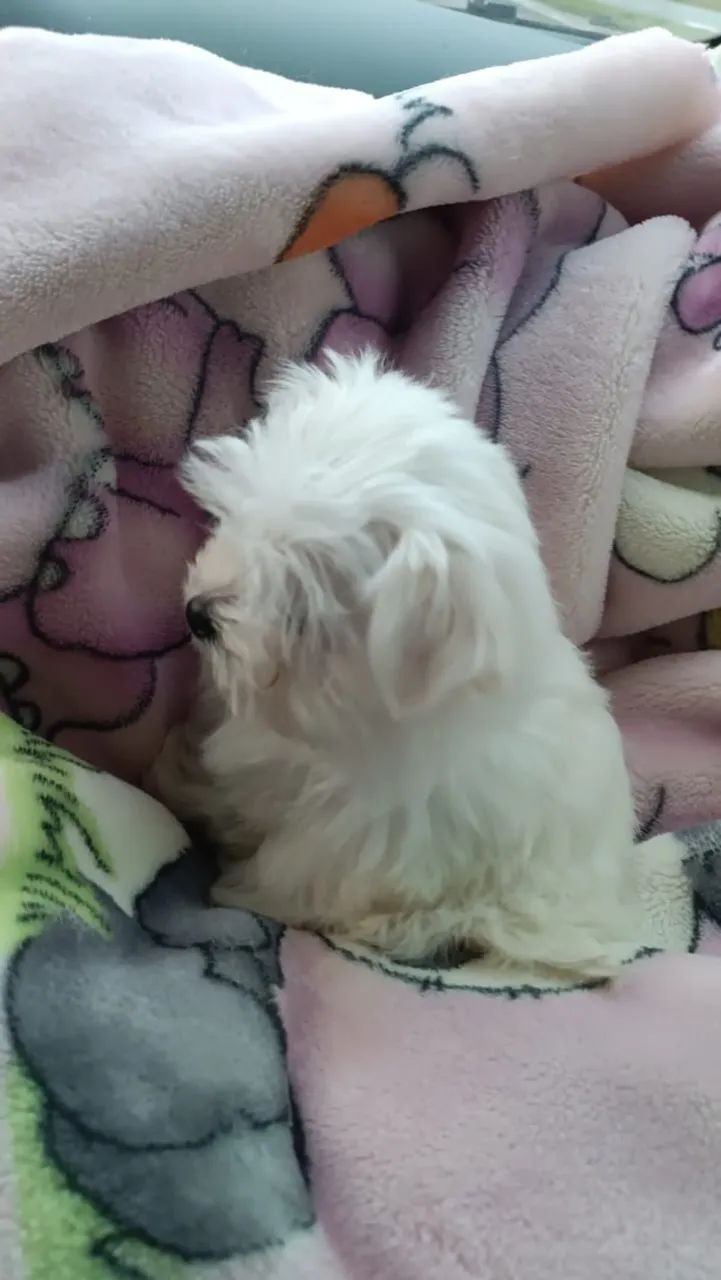 Pet para companhia  - Foto 5