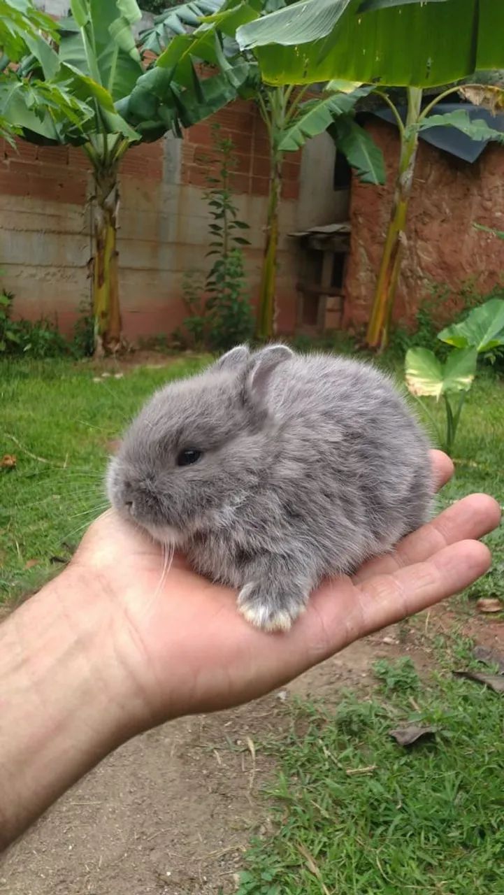 Mini coelho  - Foto 2