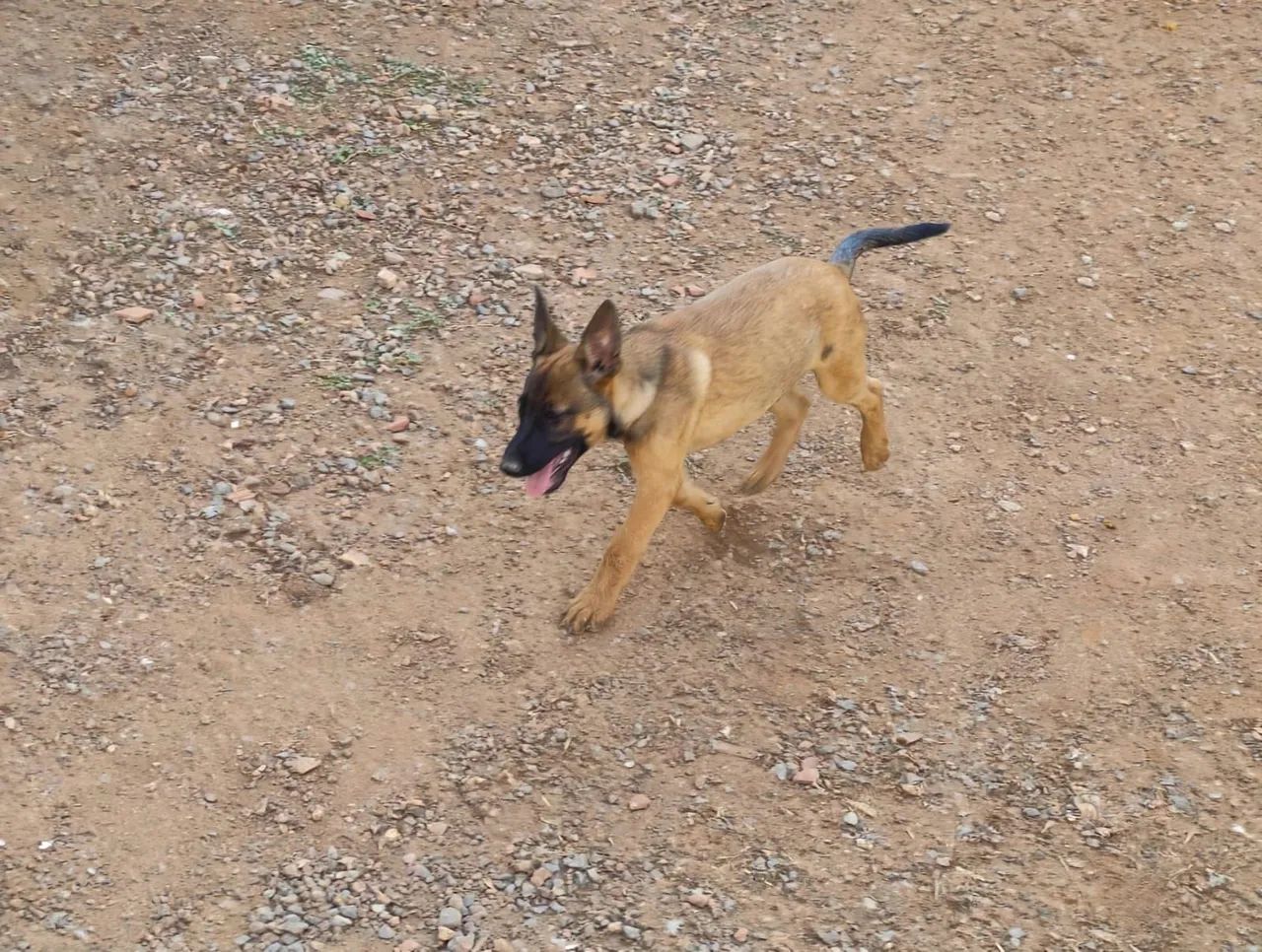 Filhotes de pastor Malinois - Foto 2