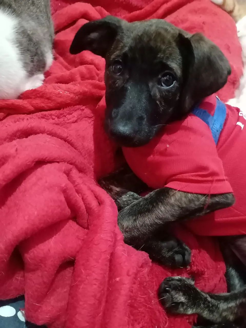 Matilda para adoção - Foto 2