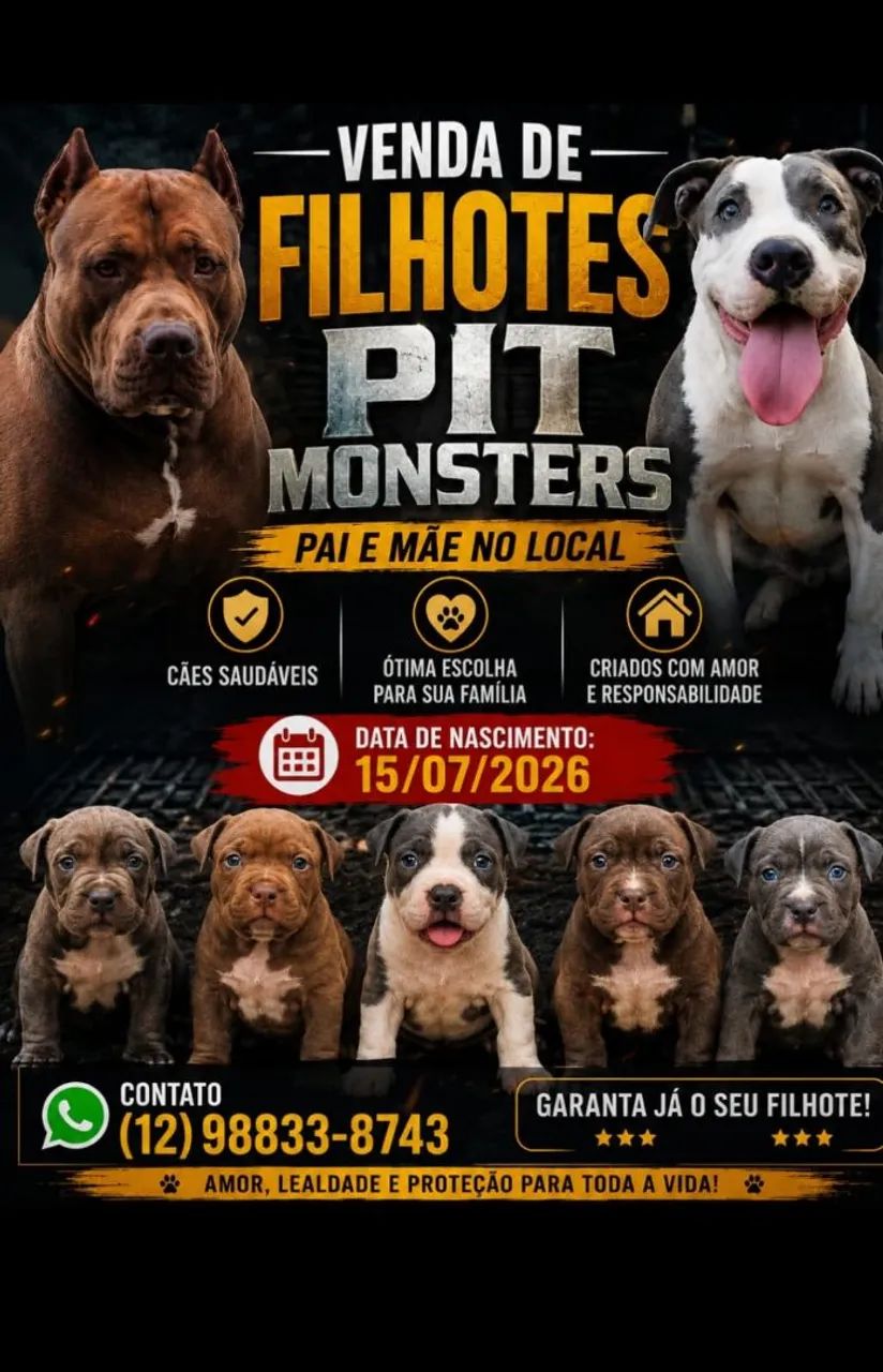 meus pit Bull 