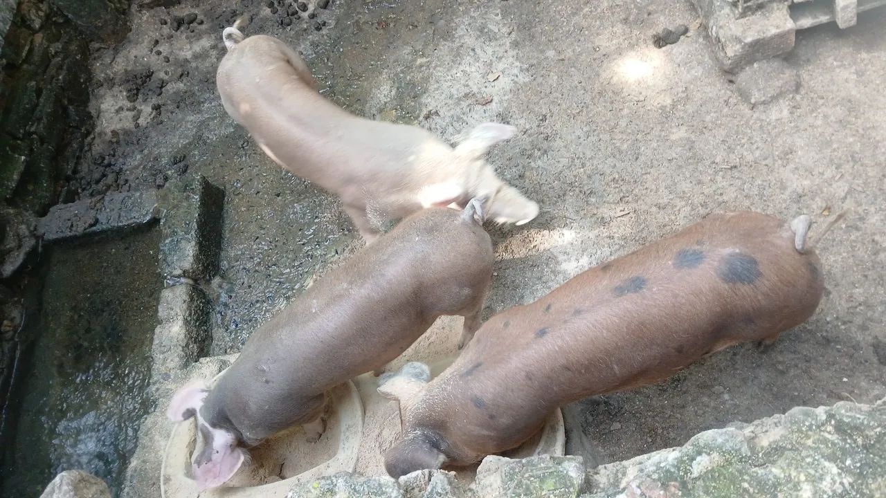 Porcas 4 pernil - Foto 2