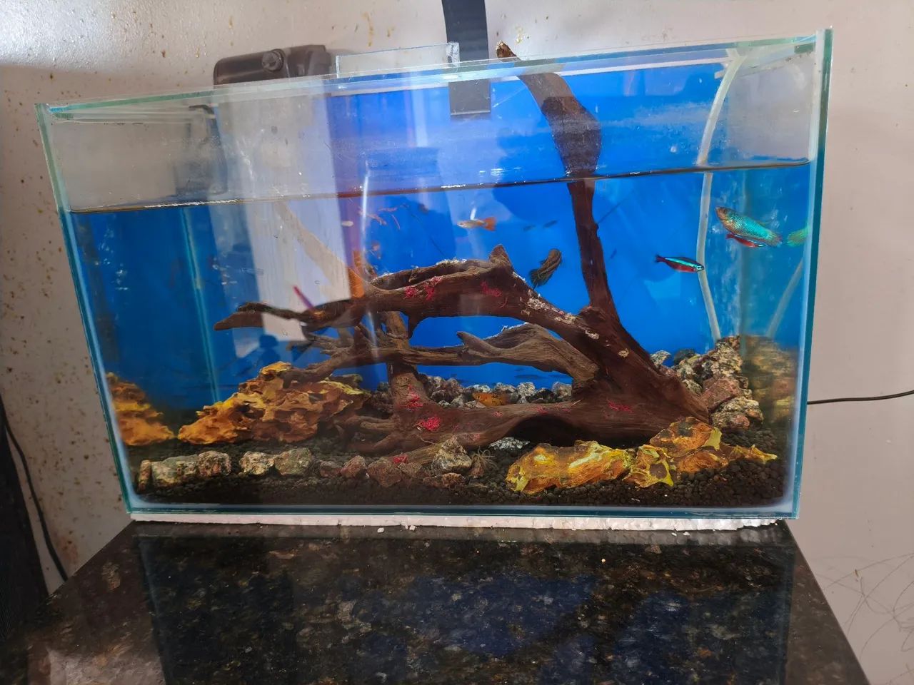 Aquário completo 18L  - Foto 2