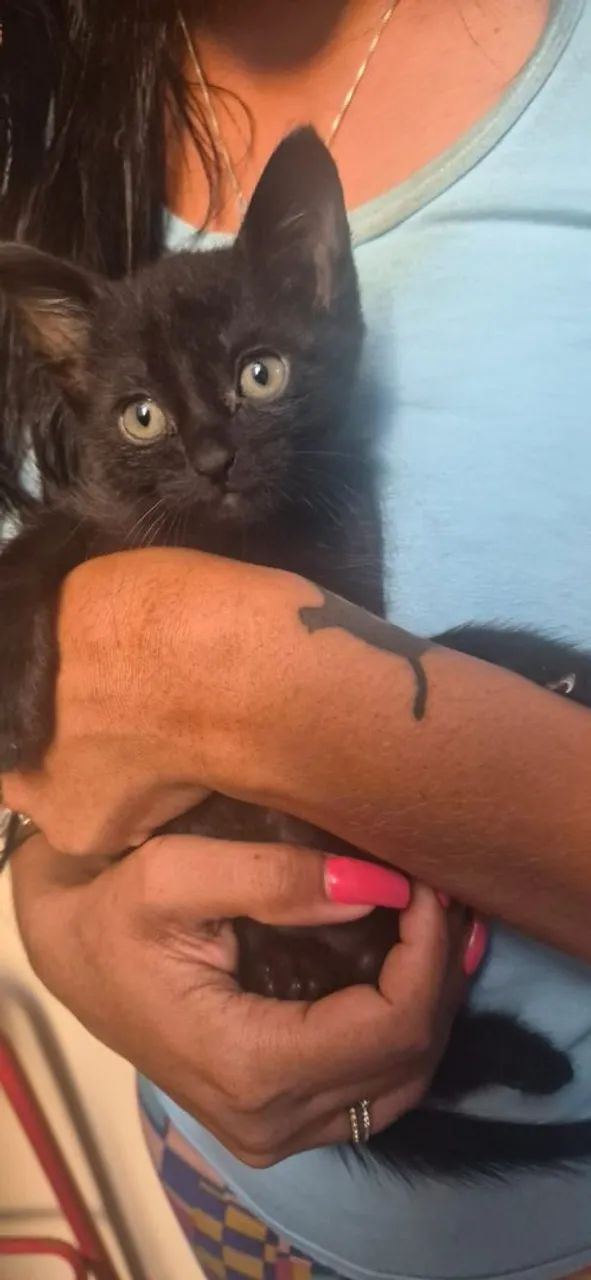 GATINHO MACHO DOAÇÃO