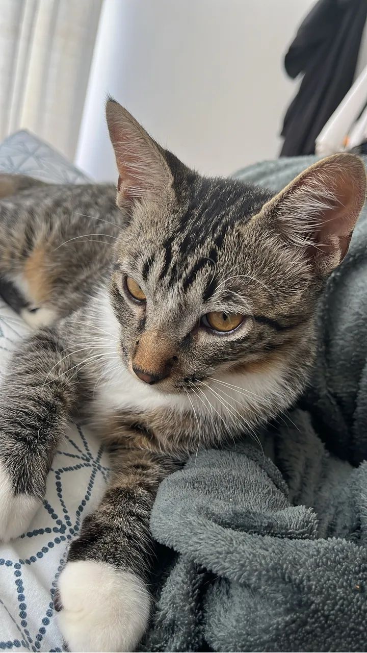 Adoção Responsável 