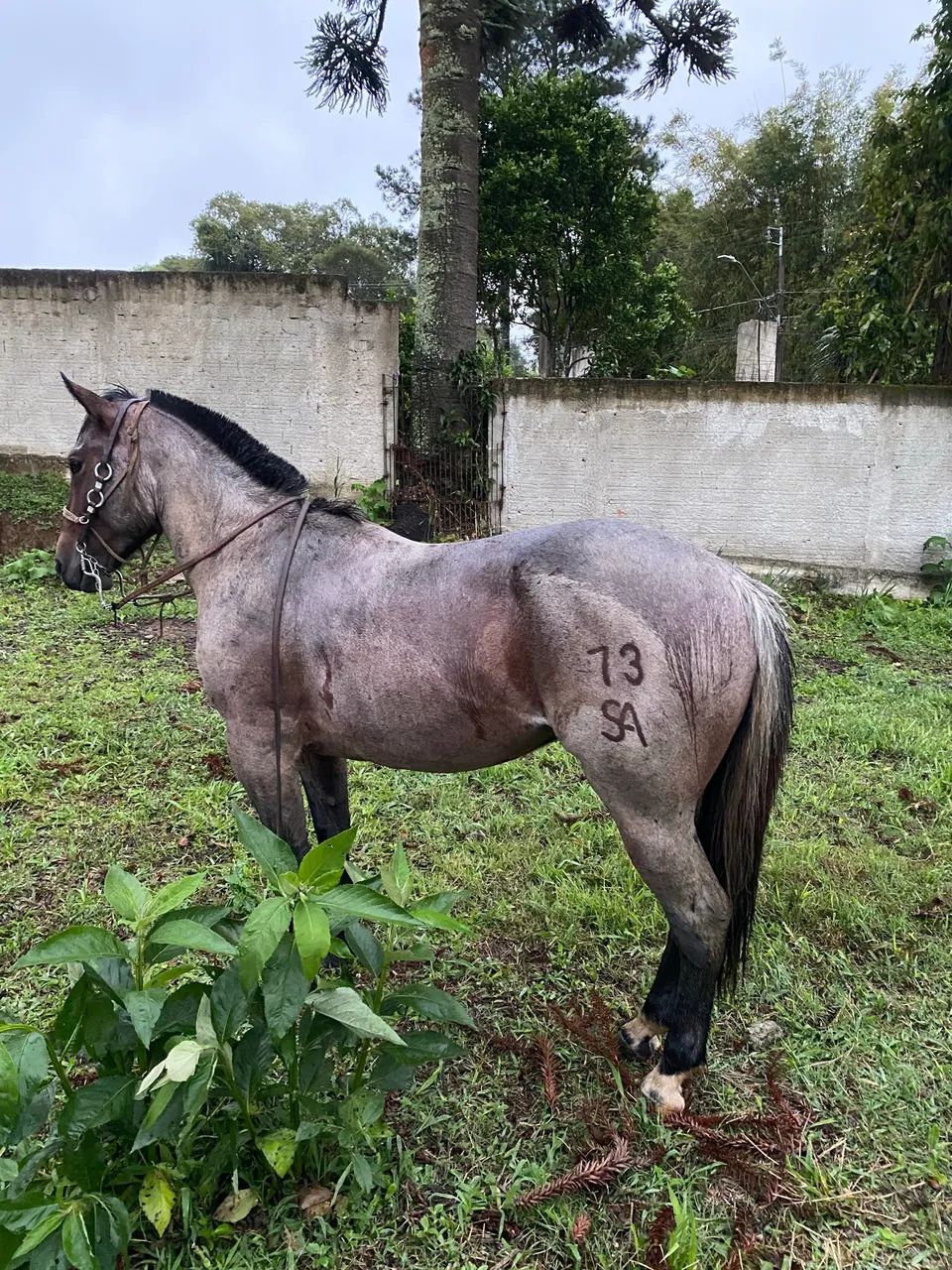 Cavalo crioulo  - Foto 5