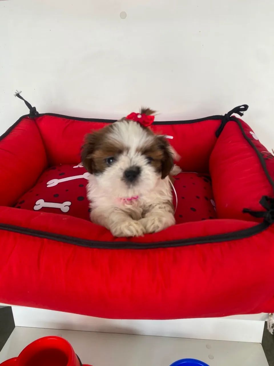 Animais de estimação  - Foto 3
