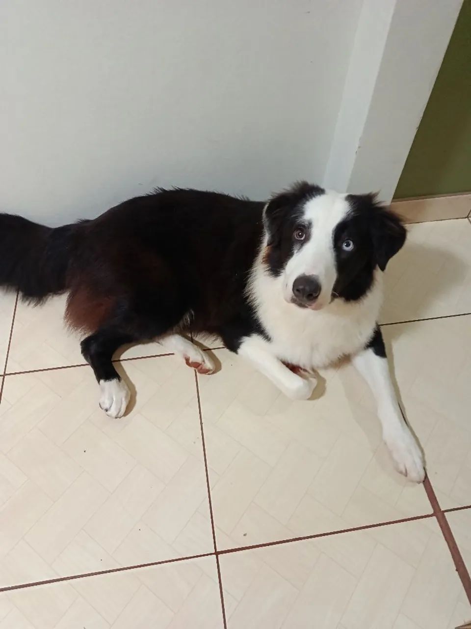 Vender cachorro 