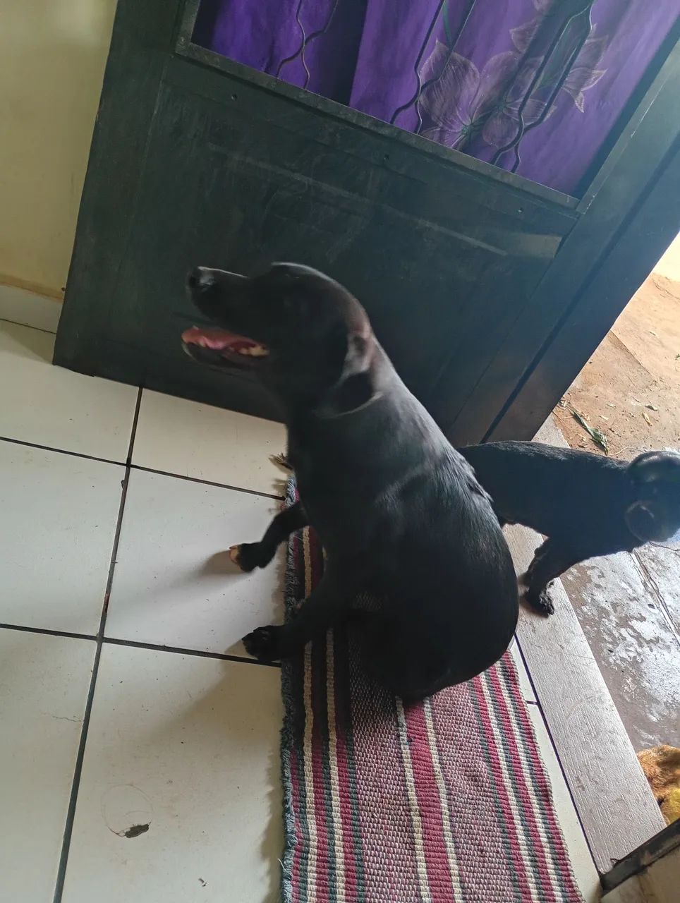 Doa se cachorrinho  - Foto 3