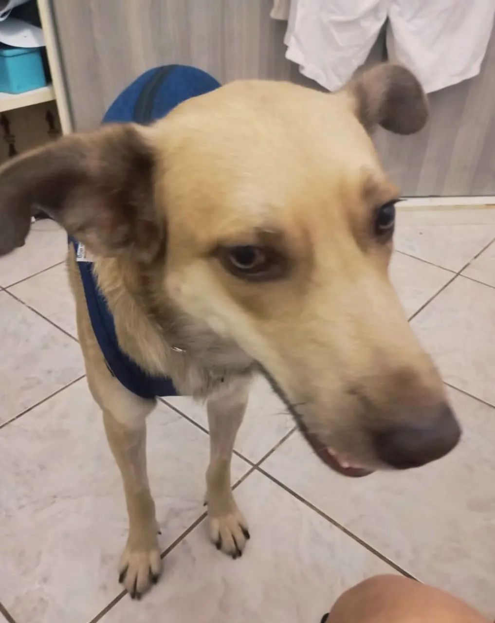 Adote o Zeca. - Foto 2