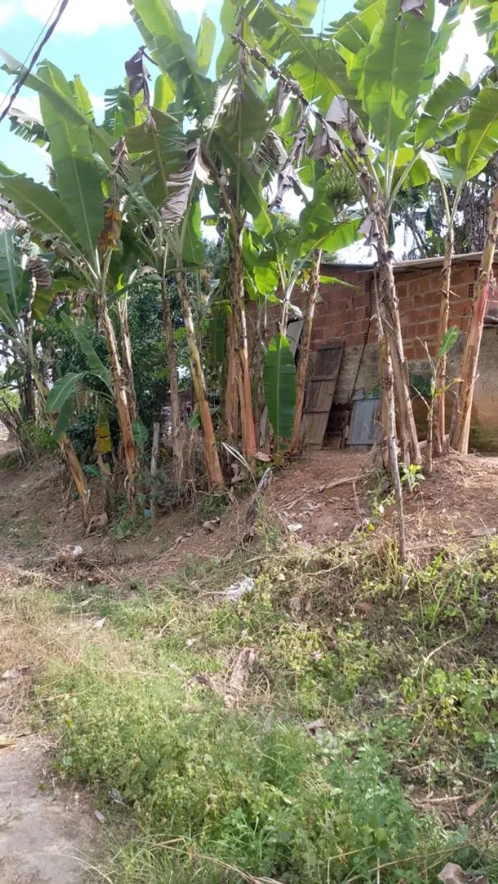Terreno em frexeira  - Foto 3