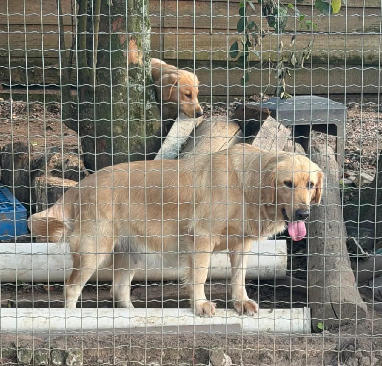 Filhotes de Golden Retrivier  - Foto 3