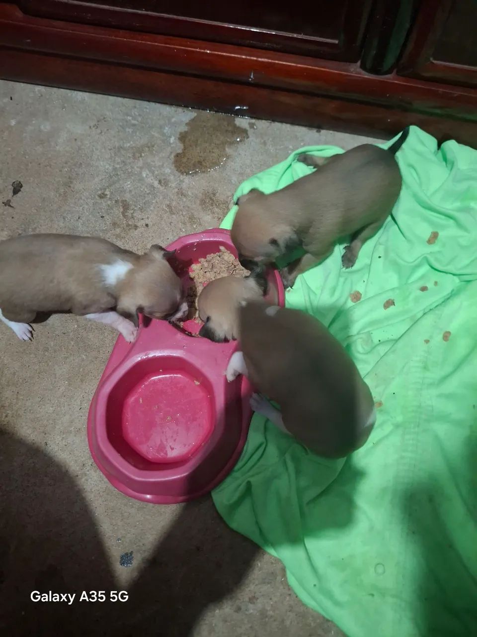 Vendo filhotes de pinscher 