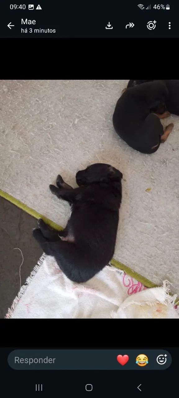Doação de cachorros  - Foto 3