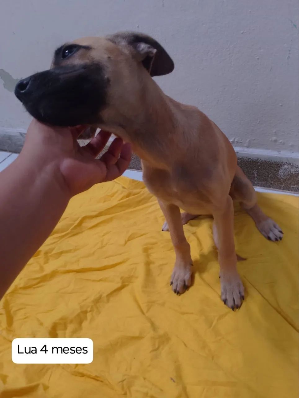 Cachorras para doação - Foto 2