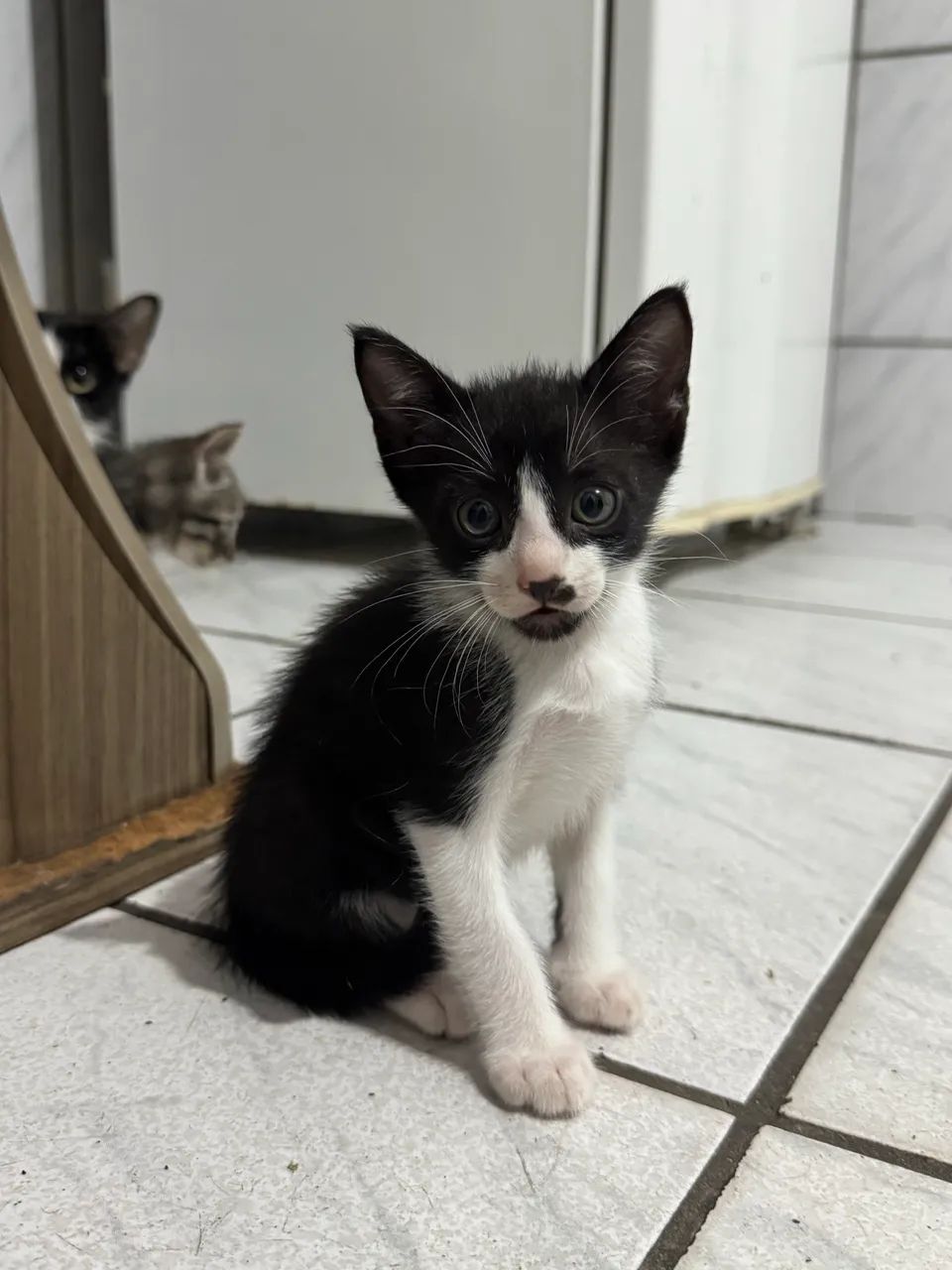 GATINHOS PARA ADOÇÃO 