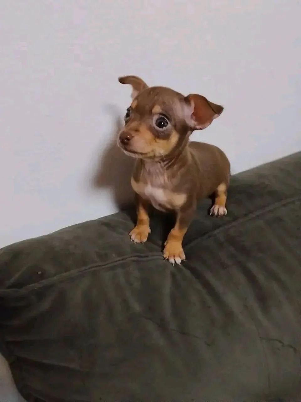 Pincher 00