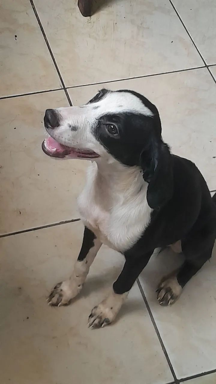 ADOÇÃO RESPONSÁVEL.  - Foto 3