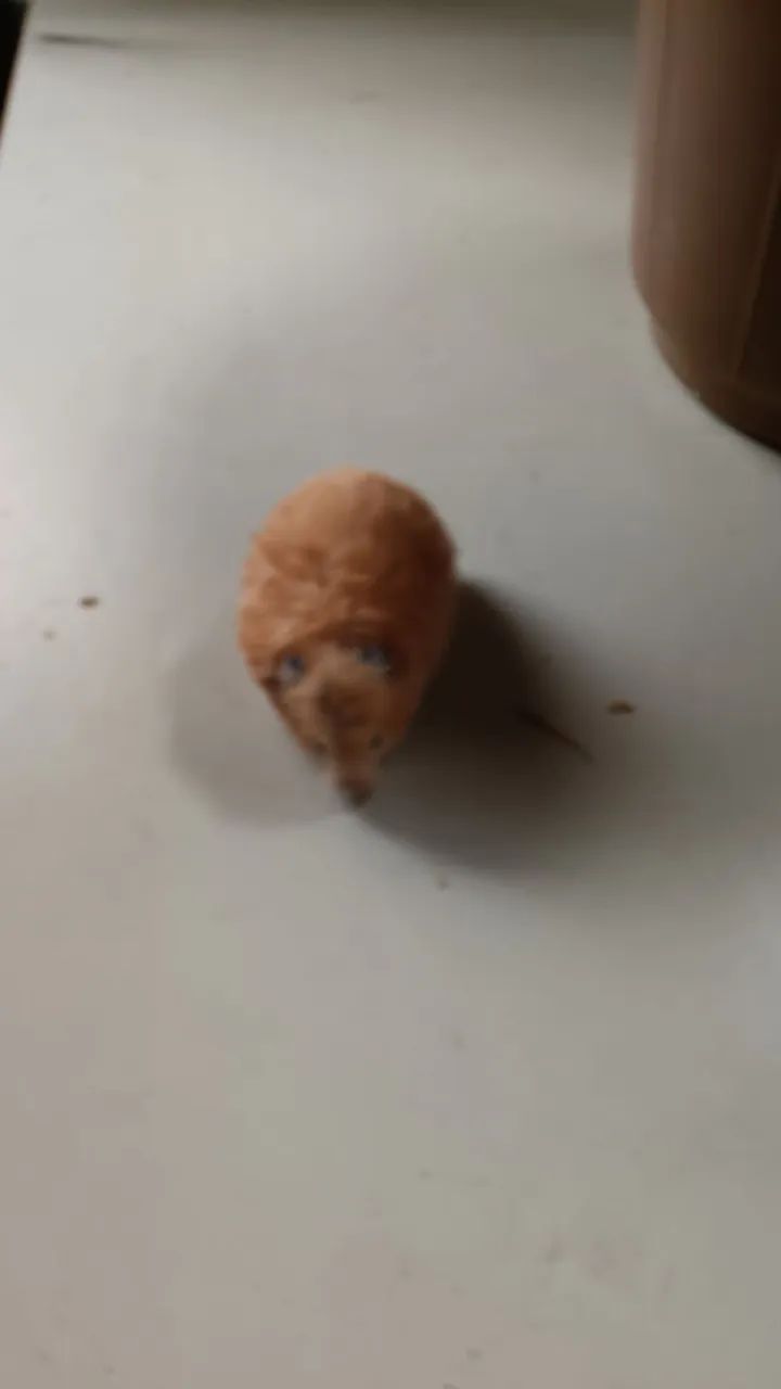 Hamester filhote  - Foto 2