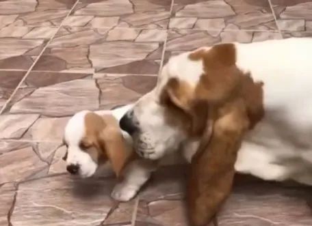 Basset Hound Macho para Cruza / Inseminação - Padrão Internacional - Foto 3