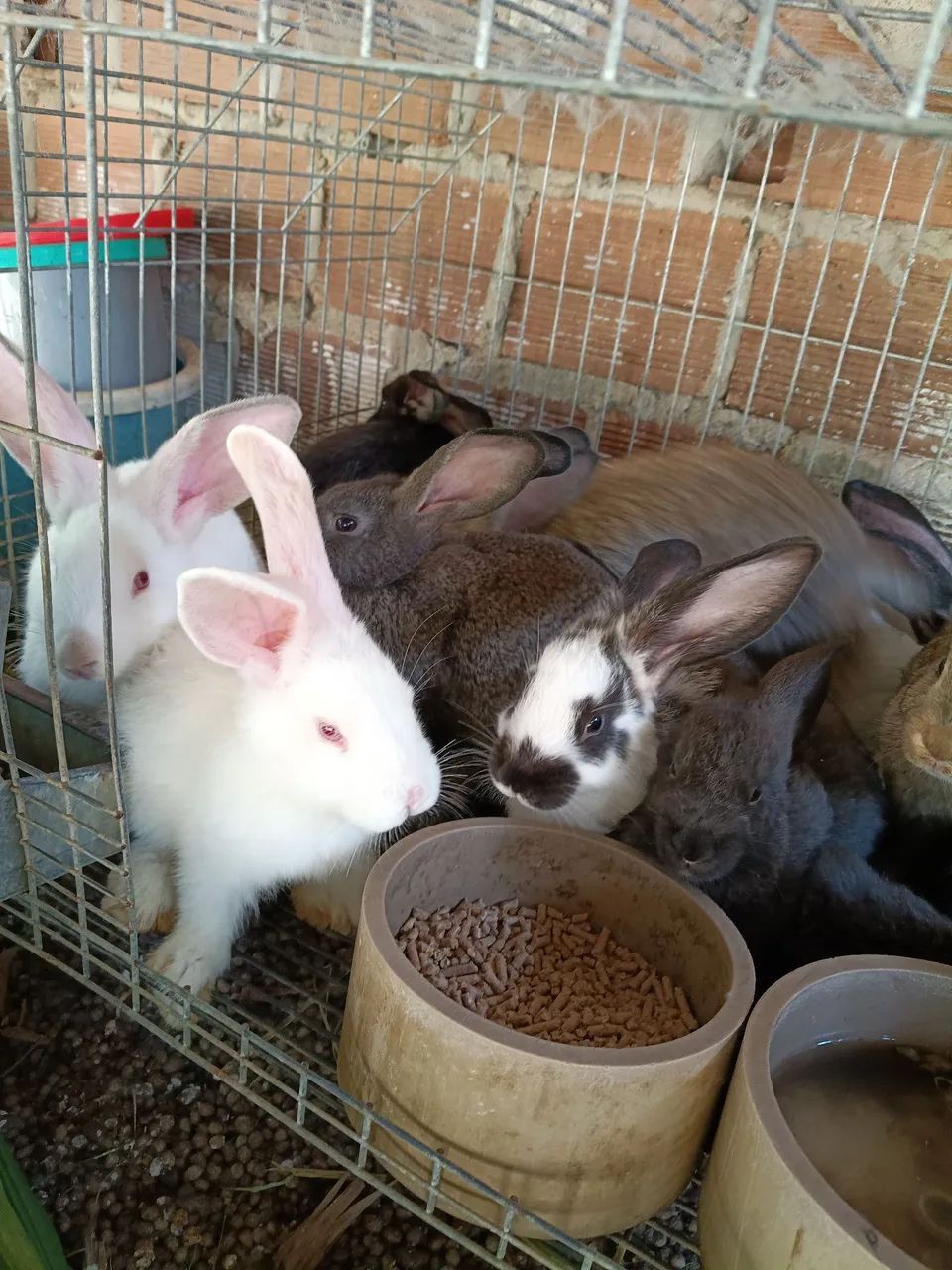 Coelhos 